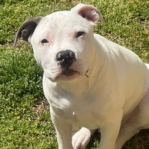 Meet your Posher, Lilly